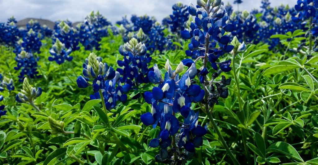 Bluebonnets